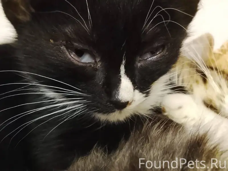 Пропал котёнок в районе Паши С...