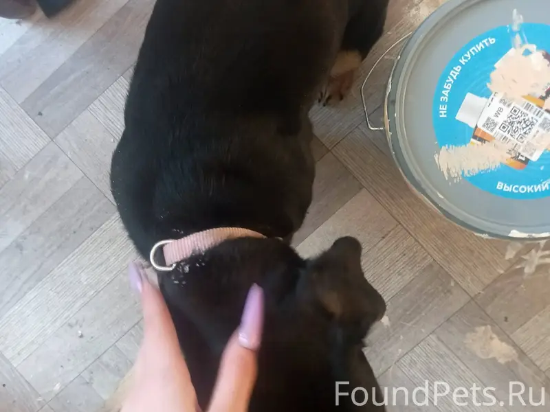 Найдена собака на против Лайма...