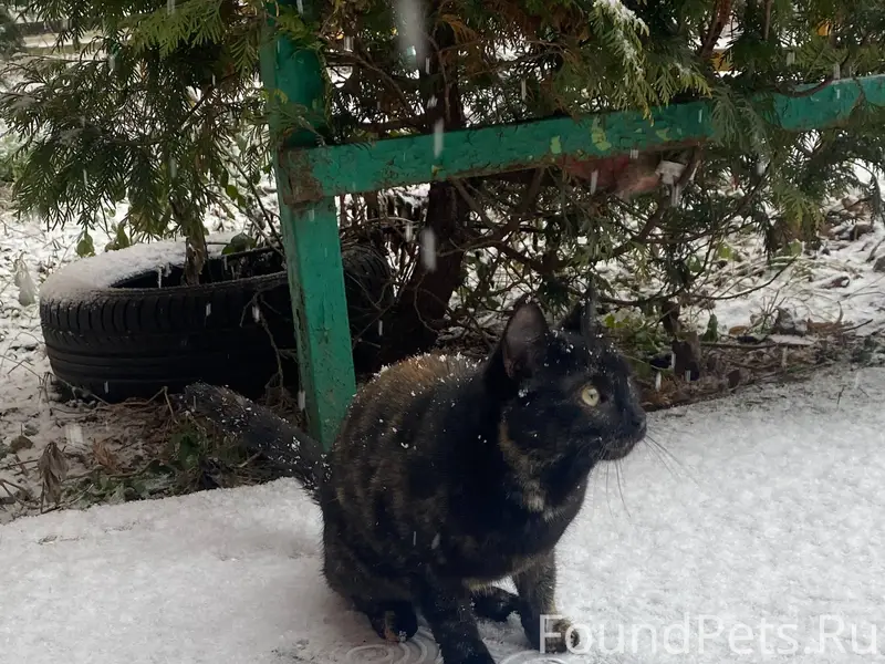 Найдена кошка, явно домашняя, ...