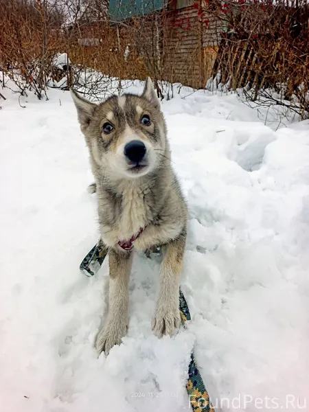 Убежала собака хаски по кличке...