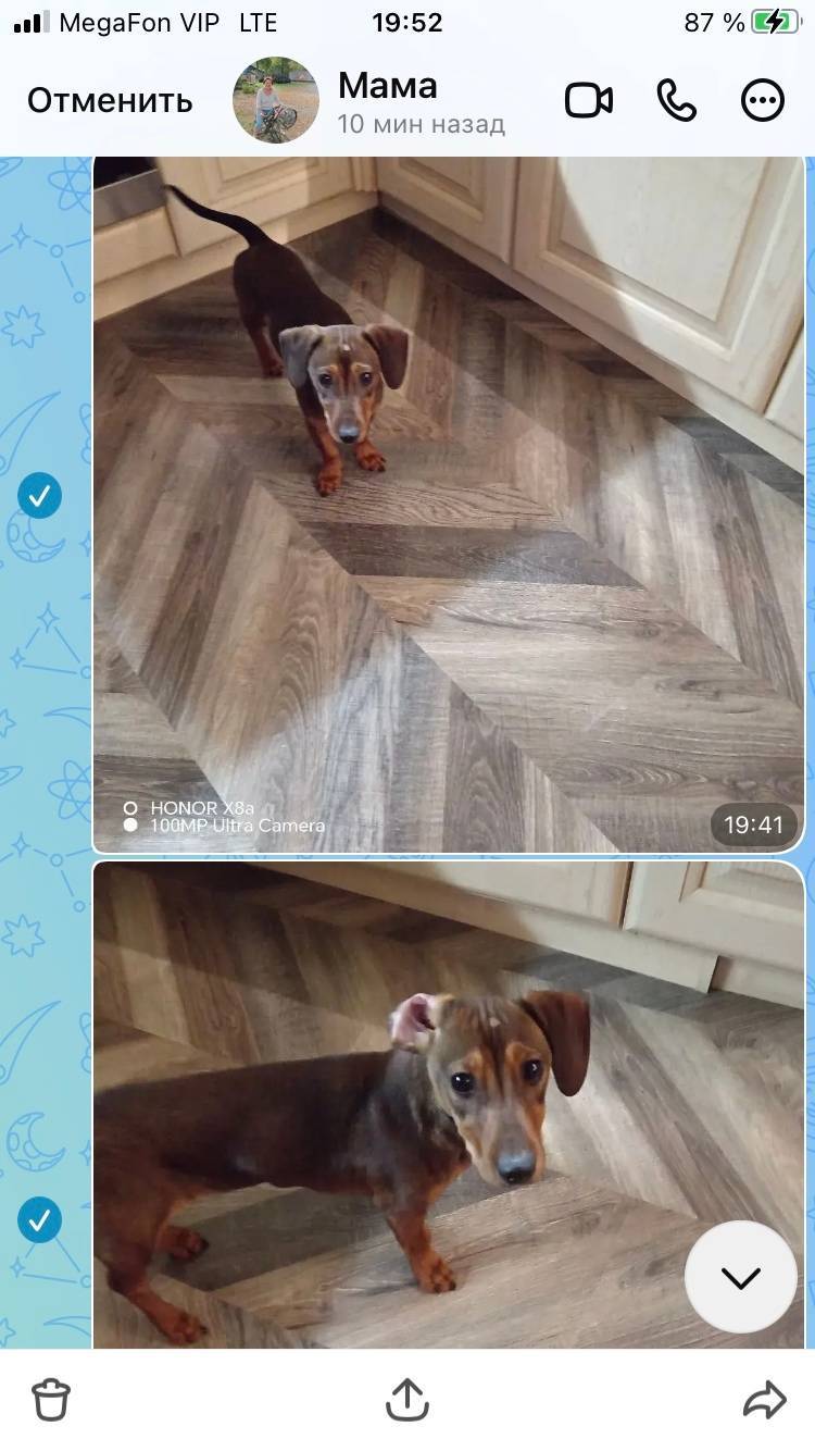 Найдена собака,кобель. Город Е...