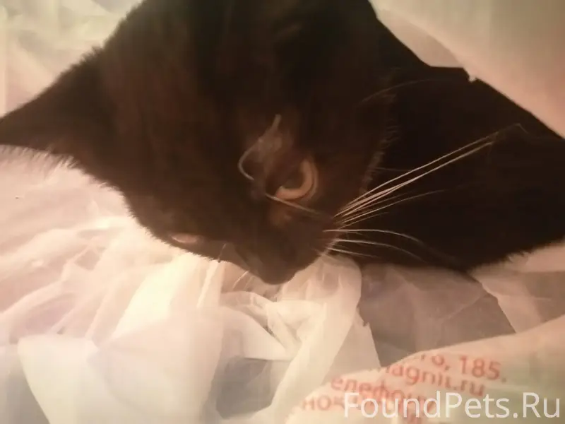 Пропал котёнок, очень любимый ...