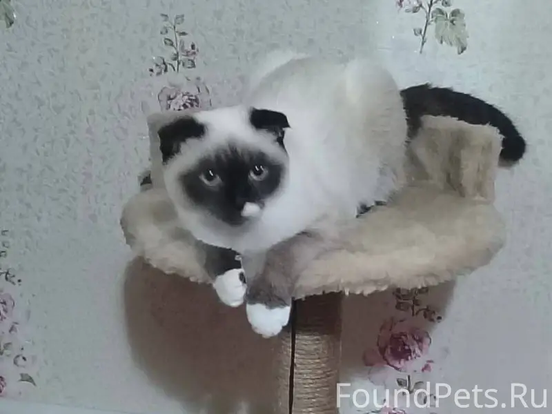 Пропала кошка, по улице Комаро...