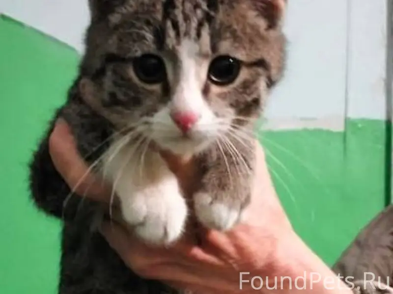 Найден котенок на улице 4 Лини...