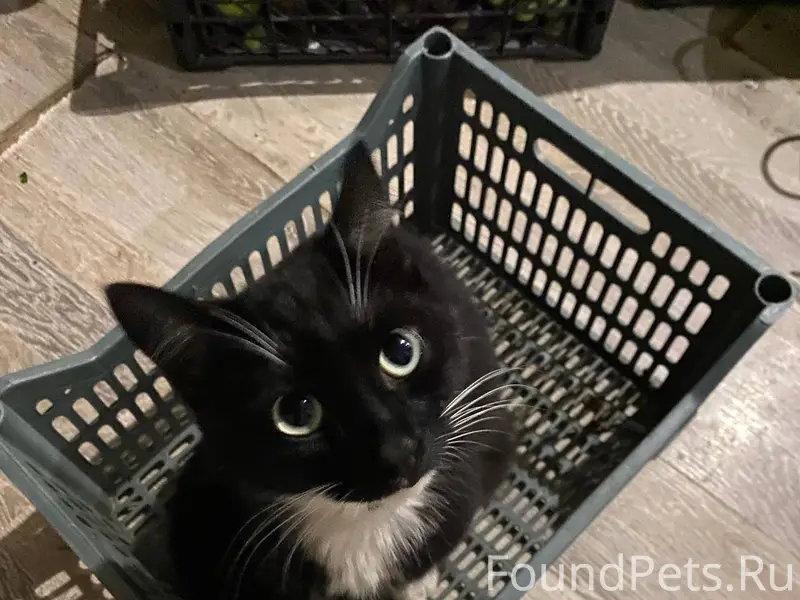 Пропал кот! Нет ровно сутки! К...