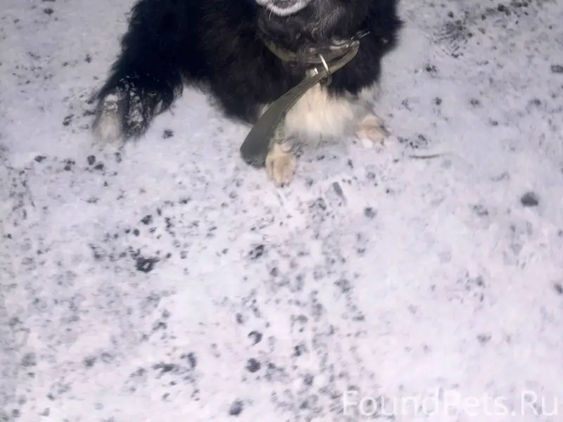 Найдена собака! Чья потеряшка?