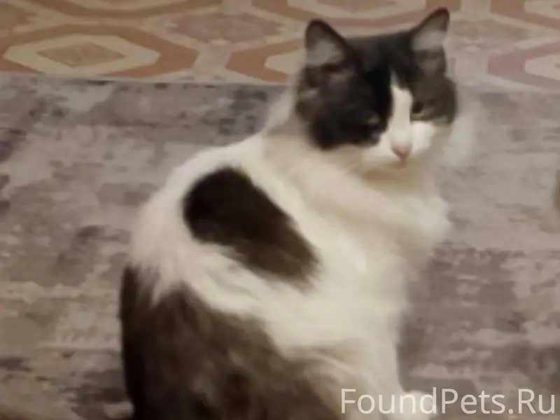 Пропал кот, за линией ул. Устю...