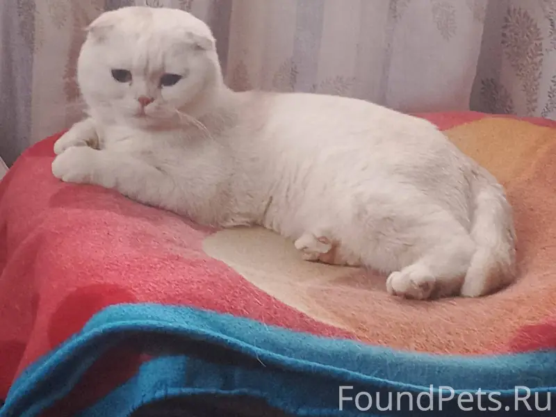 Пропал кот. Очень прошу вернут...