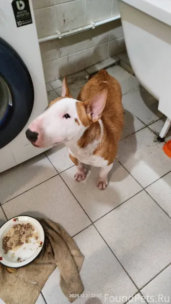 Здравствуйте потерялась собака...