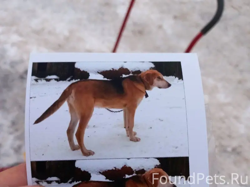 Добрый вечер, пропала собака в...