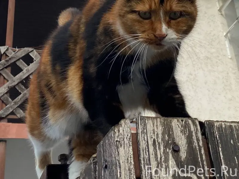 Пропала кошка!!!г.Геленджик, м...