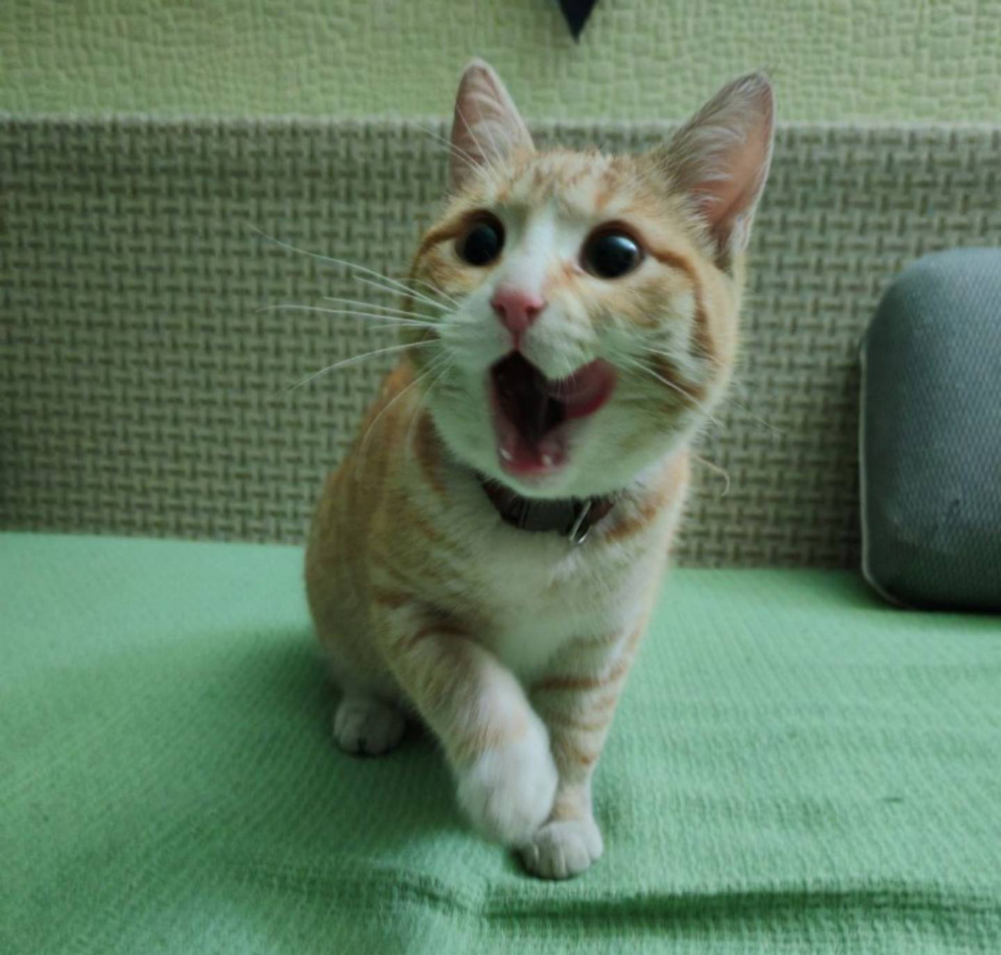 НАЙДЕНА КОШКА У вокзала, между...