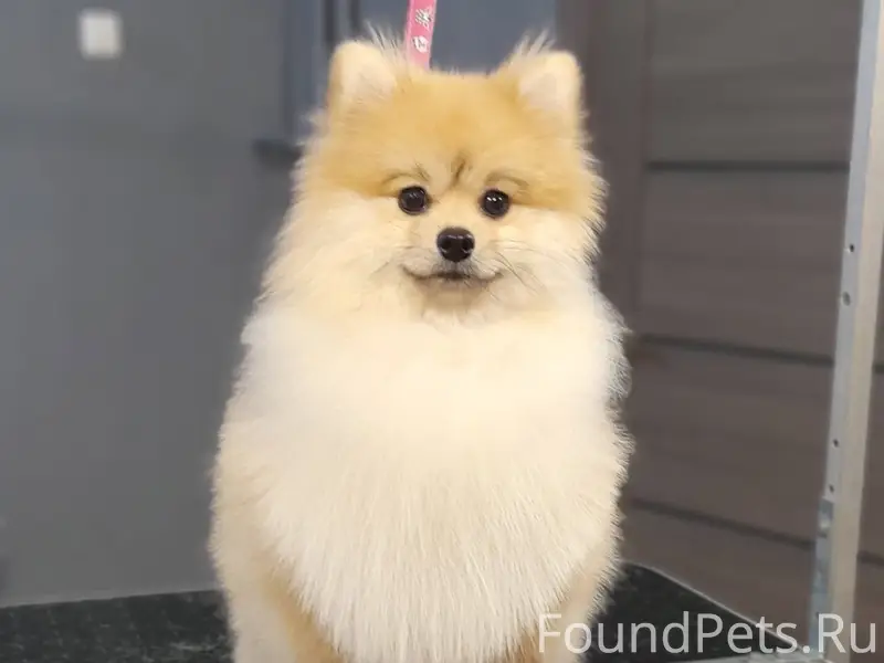 ПОТЕРЯЛСЯ ШПИЦ!!! ===-===-===-...