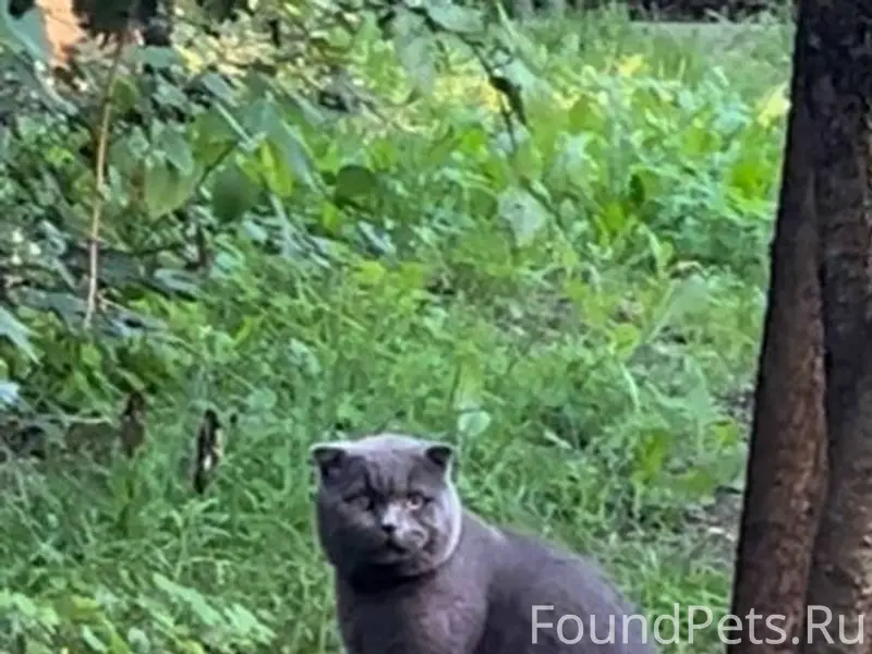 Пропал кот, г. Раменское, ул. ...