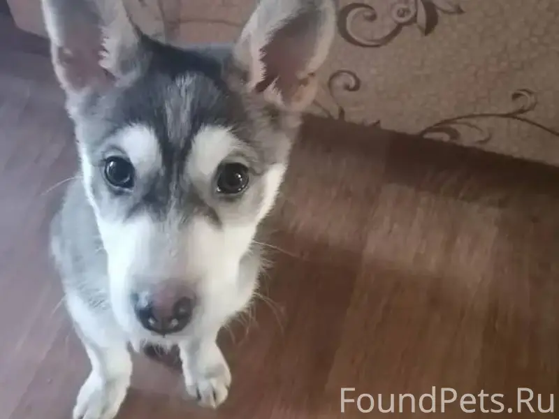 Найден щенок Дата находки: 21....