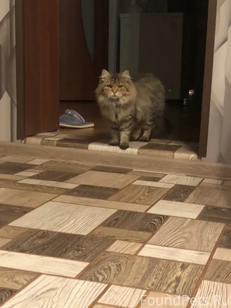 Пропала кошка на улице Гунина,...