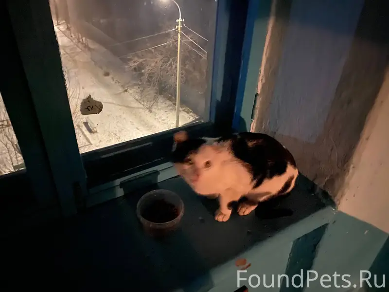 Найден кот или кошка, район те...