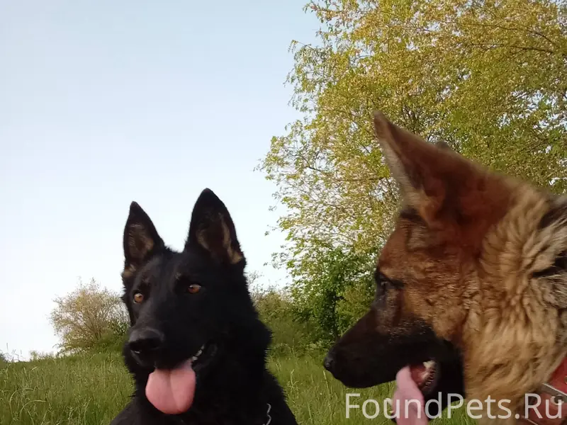 Пропала собака, немецкая овчар...