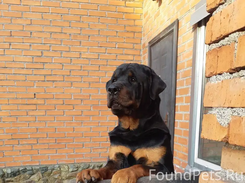 ПРОПАЛ РОТВЕЙЛЕР! ПОМОГИТЕ ВЕР...