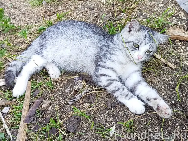 ПРОПАЛ КОТ! В крутике по улице...