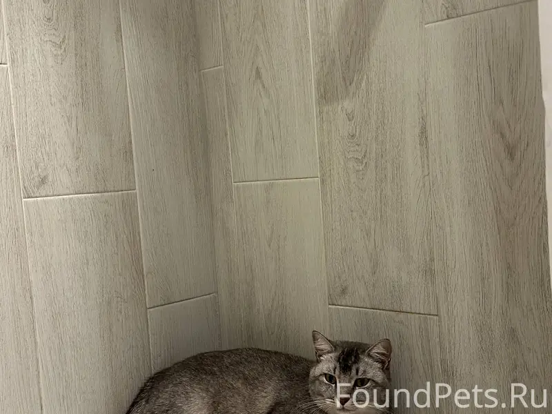 ❗️Пропал кот❗️ Пропал кот по к...