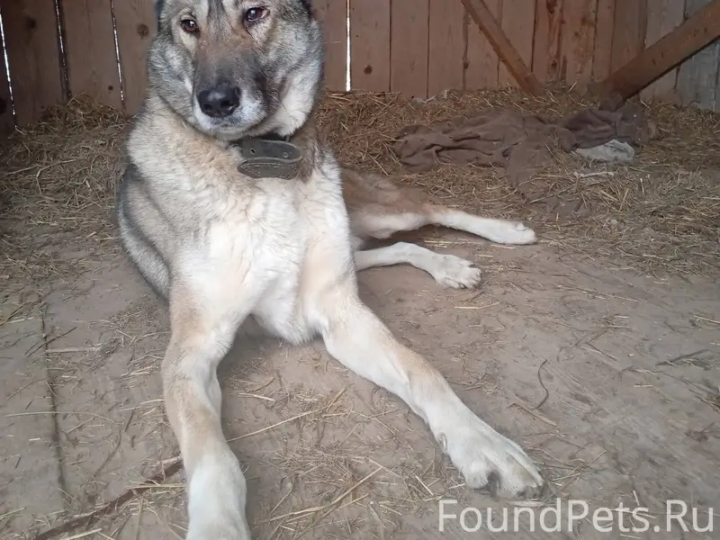 Найден кобель, в Сафоново, мол...