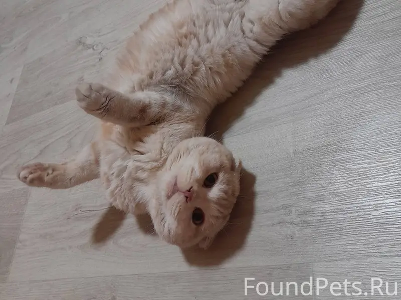 Отдам кота, к лотку приучен, к...