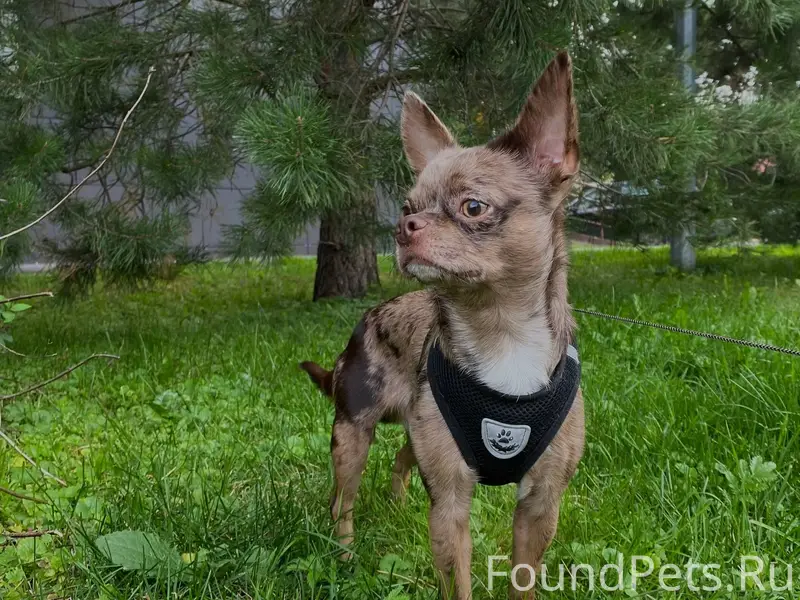 УБЕЖАЛА СОБАКА! Если кто-то ви...