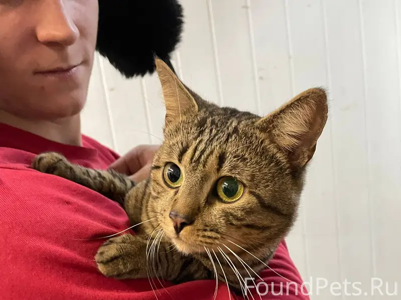 Найден кот в подъезде в мкр...