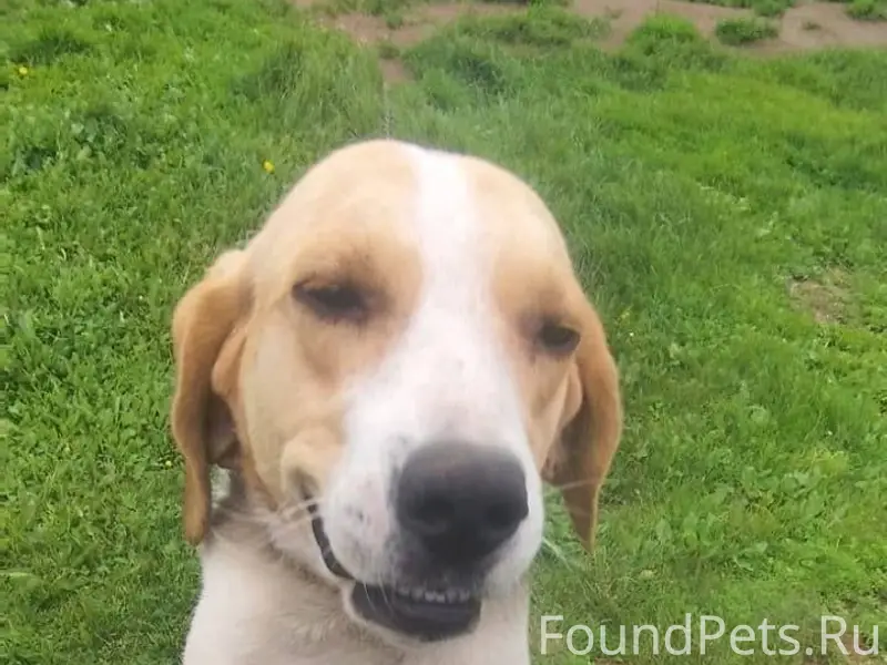 Пропала собака. Откликается на...