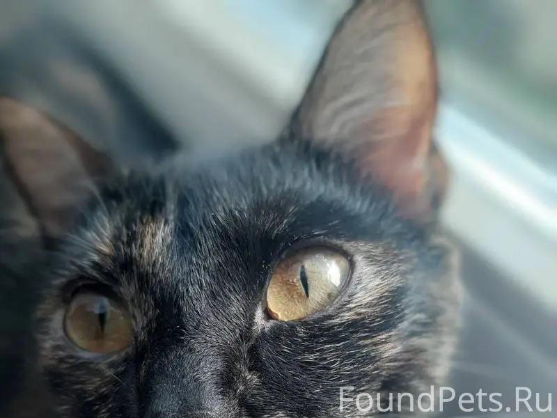 Пропала кошка по кличке Юта по...