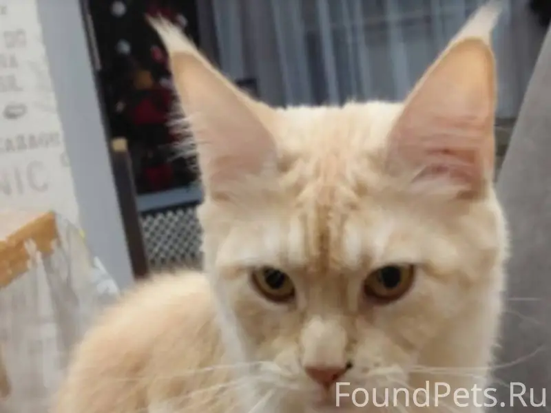 Пропала кошка на Вышневолоцкой...