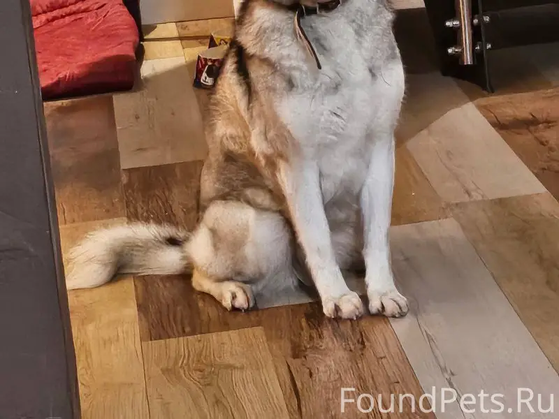 Потерялся Хаски (метис). Убежа...