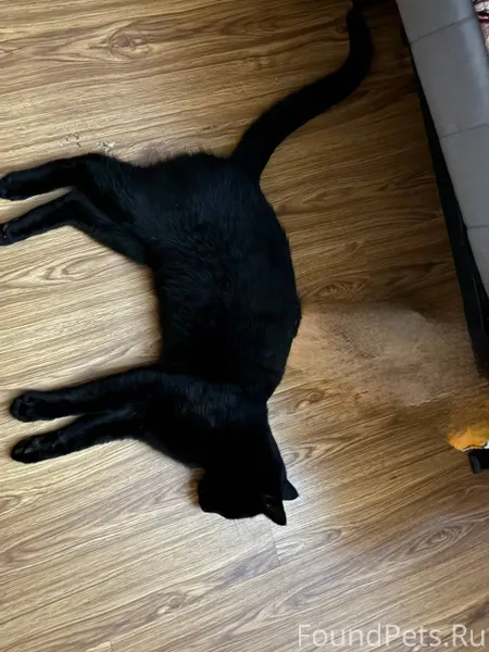 Пропал кот,16.12 в станице...