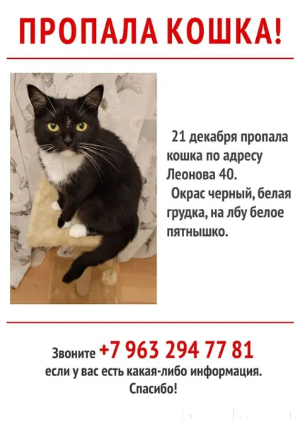 Кошка моя пропала 😭