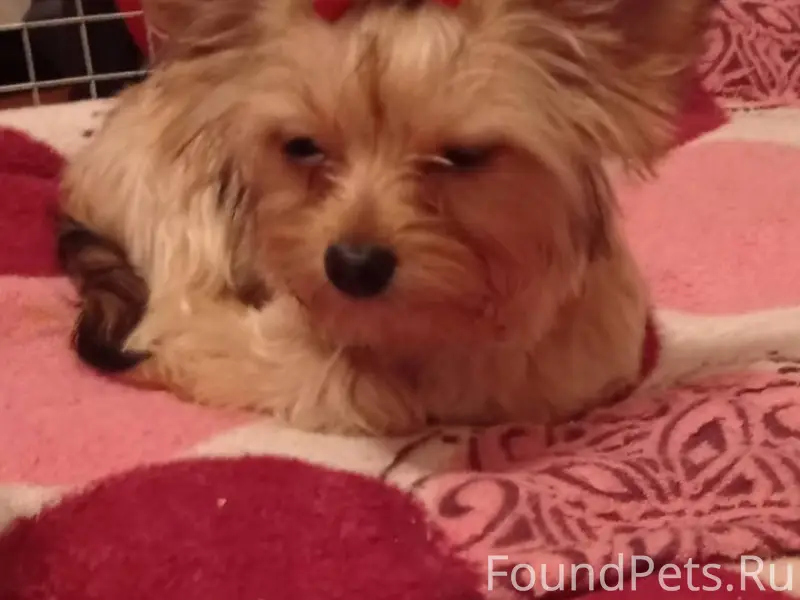 Убежала собака на кирпичном , ...