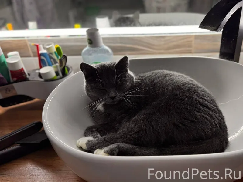 Пропала кошка ( помесь шотланд...