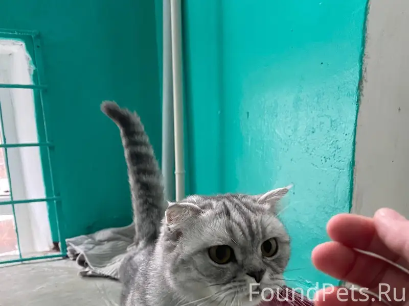 Красивая, домашняя кошечка (ил...