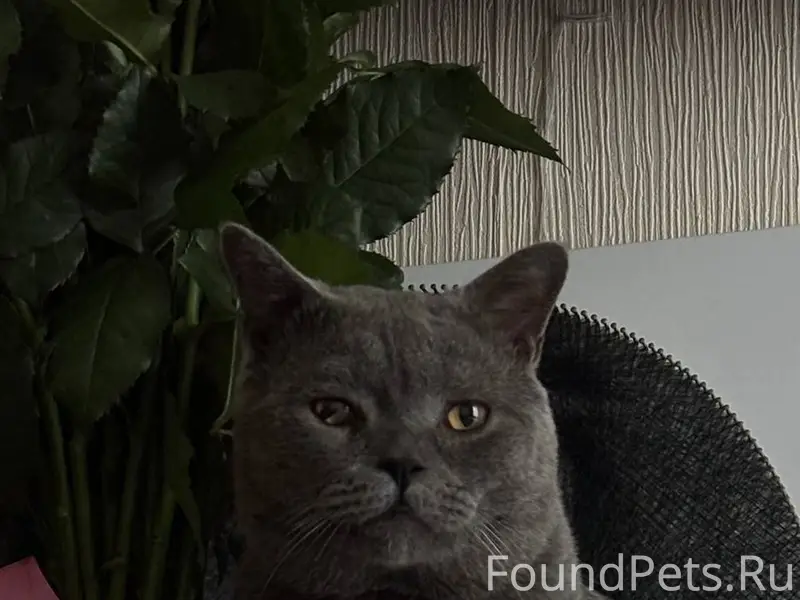 ⚠️ Пропал кот 📍 Подольск, Севе...