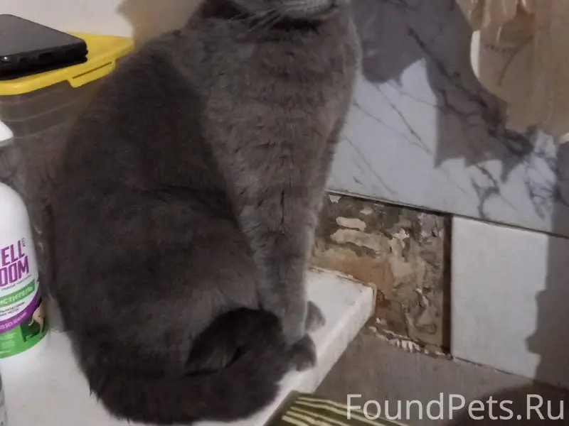 НАЙДЕНА КОШКА!!!!15 числа по у...