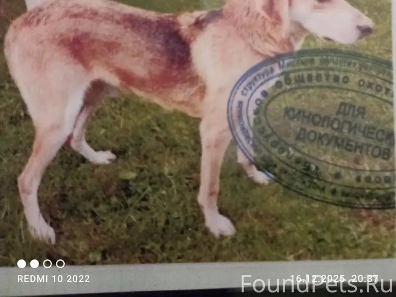 Добрый день. Потерялась собака...