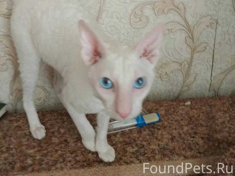 Пропал кот, в районе ул. Киров...