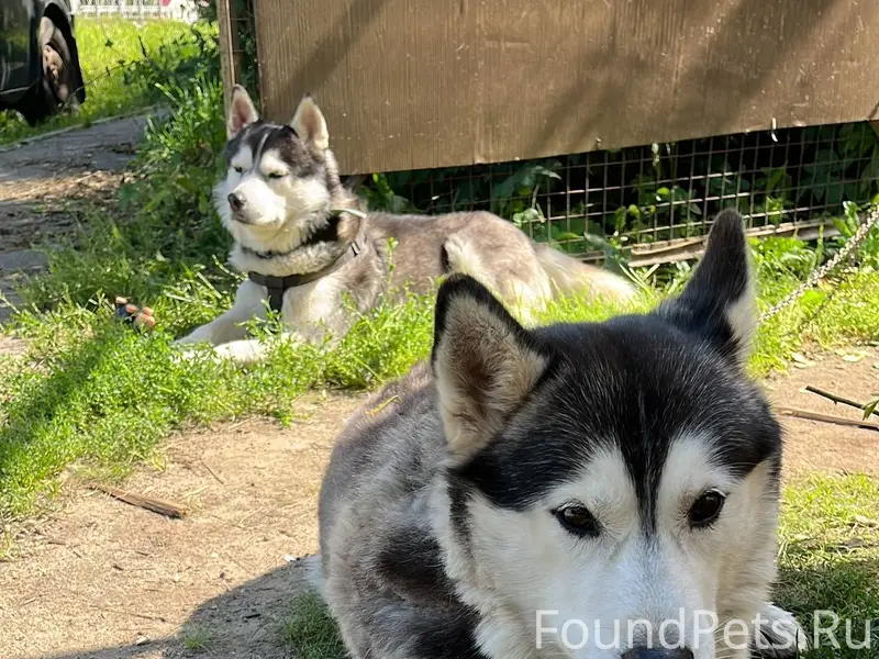 🛑ПРОПАЛА СОБАКА🛑 Пропала собак...