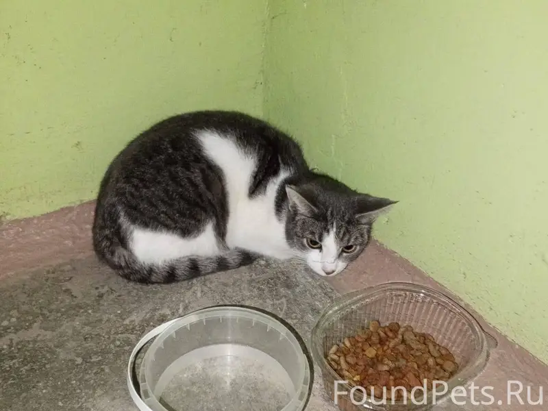 Найден кот в первом подъезде д...