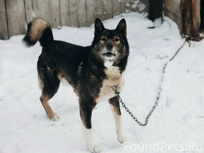 Потерялся пёс с цепью! Сорвалс...