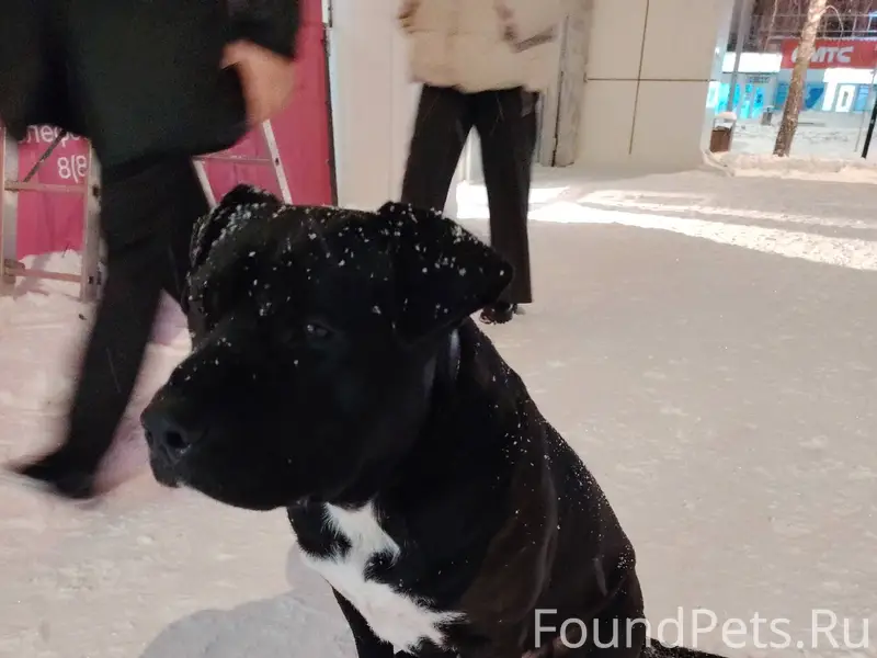 Найден пёс. Хозяин откликнись....