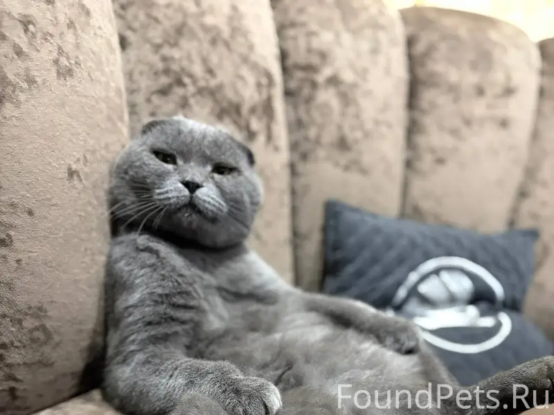 Пропал кот Откликается на клич...