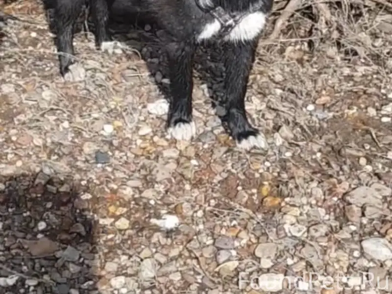 Пропала собака 13.12.25 Черная...