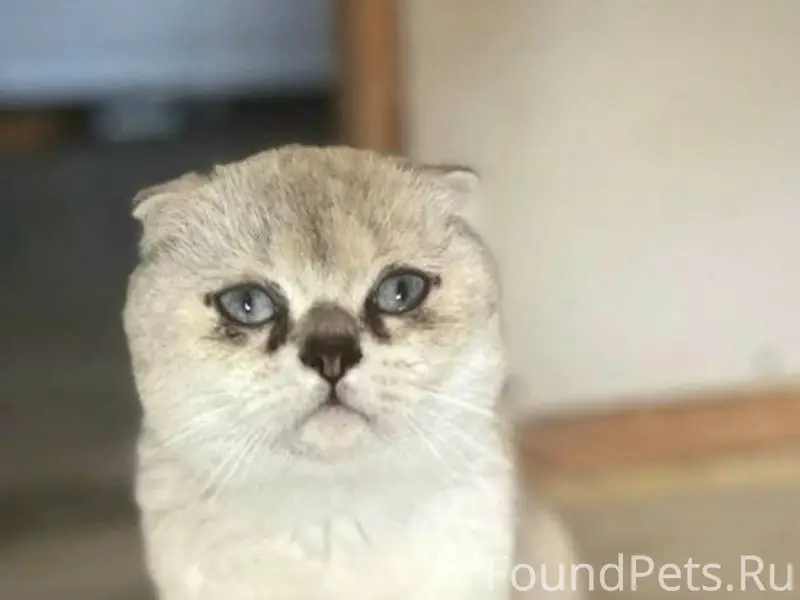 Пропал кот! Улица Тургенева Ок...