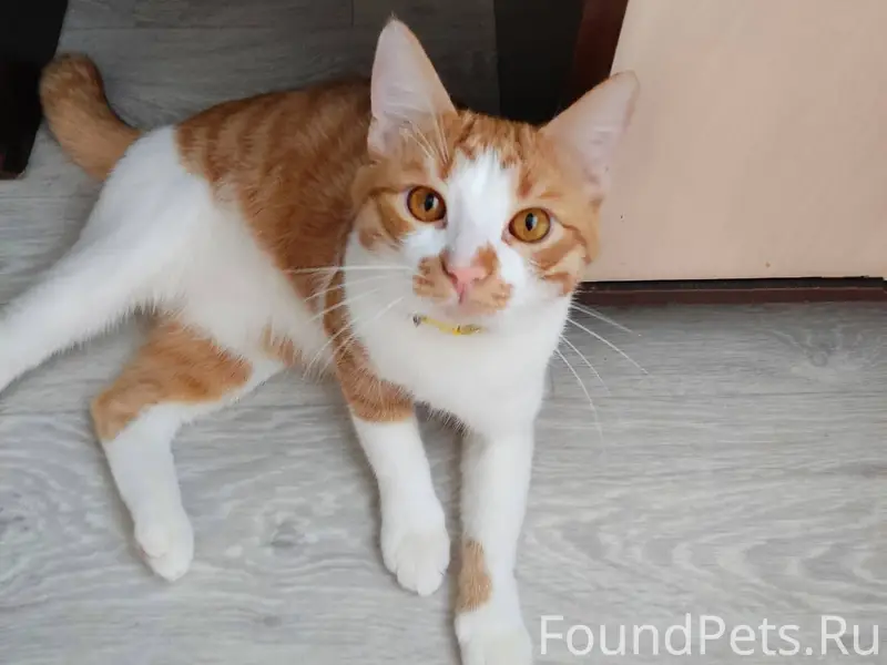 Пропал рыжий кот ,может кто то...